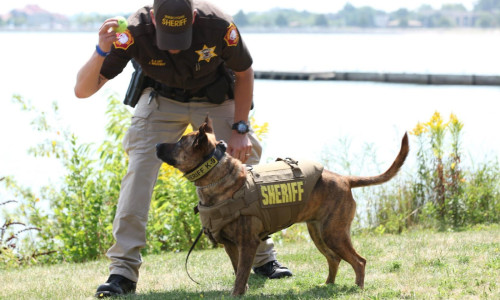 Sheriff K9